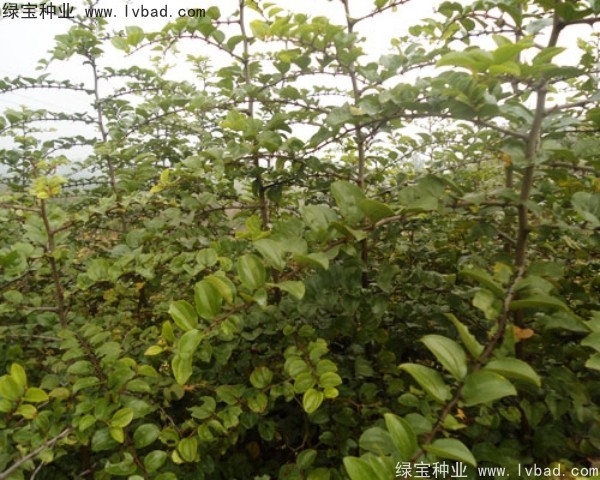 <a href='http://www.wuzhouwash.com/linmuzhongzi/2208.html' target='_blank'>馬甲子種子</a>