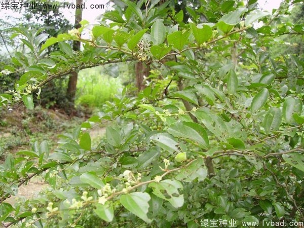 <a href='http://www.wuzhouwash.com/linmuzhongzi/2208.html' target='_blank'>馬甲子</a><a href='http://www.wuzhouwash.com/' target='_blank'>種子</a>