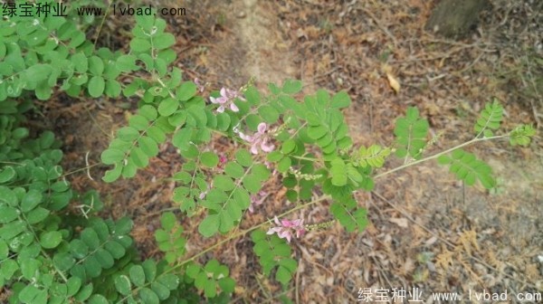 <a href='http://www.wuzhouwash.com/linmuzhongzi/2209.html' target='_blank'>馬棘種子</a>