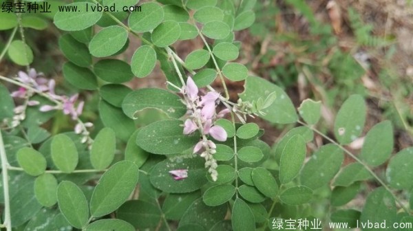 馬棘<a href='http://www.wuzhouwash.com/' target='_blank'>種子</a>