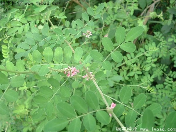 <a href='http://www.wuzhouwash.com/linmuzhongzi/2209.html' target='_blank'>馬棘種子</a>