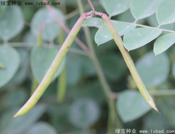 <a href='http://www.wuzhouwash.com/linmuzhongzi/2209.html' target='_blank'>馬棘種子</a>