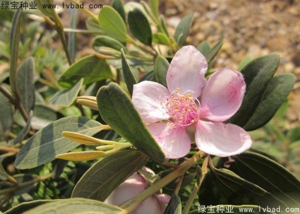 <a href='http://www.wuzhouwash.com/linmuzhongzi/2210.html' target='_blank'>桃金娘種子</a>