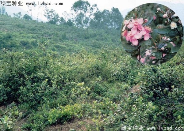 <a href='http://www.wuzhouwash.com/linmuzhongzi/2210.html' target='_blank'>桃金娘種子</a>