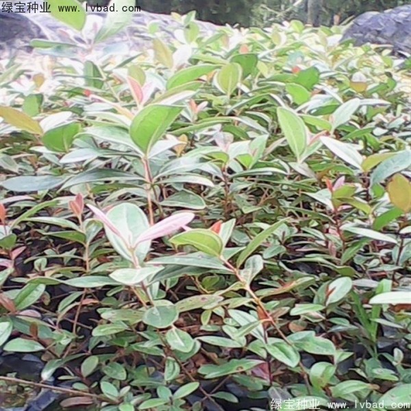 <a href='http://www.wuzhouwash.com/linmuzhongzi/2210.html' target='_blank'>桃金娘種子</a>