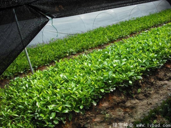<a href='http://www.wuzhouwash.com/linmuzhongzi/2212.html' target='_blank'>梔子花種子</a>