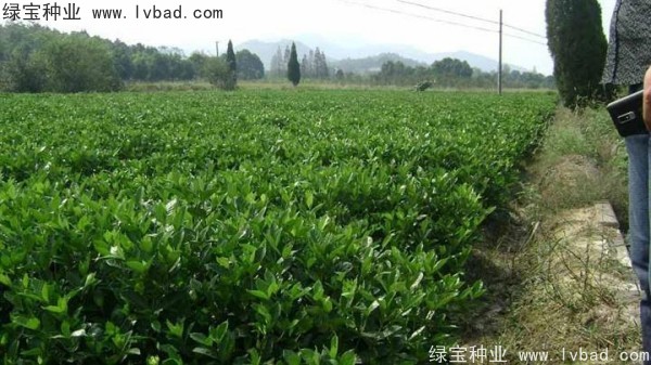 <a href='http://www.wuzhouwash.com/linmuzhongzi/2212.html' target='_blank'>梔子花</a><a href='http://www.wuzhouwash.com/' target='_blank'>種子</a>