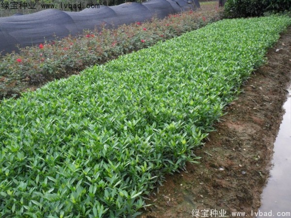 <a href='http://www.wuzhouwash.com/linmuzhongzi/2212.html' target='_blank'>梔子花</a><a href='http://www.wuzhouwash.com/' target='_blank'>種子</a>