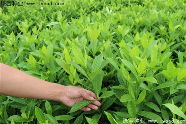 <a href='http://www.wuzhouwash.com/linmuzhongzi/2212.html' target='_blank'>梔子花種子</a>