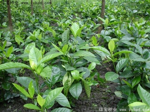 梔子花<a href='http://www.wuzhouwash.com/' target='_blank'>種子</a>