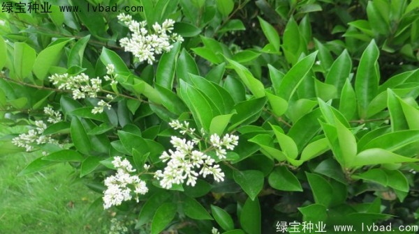 <a href='http://www.wuzhouwash.com/linmuzhongzi/2213.html' target='_blank'>日本女貞種子</a>