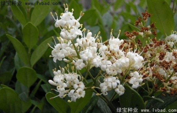 日本女貞<a href='http://www.wuzhouwash.com/' target='_blank'>種子</a>