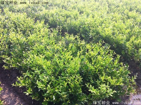 <a href='http://www.wuzhouwash.com/linmuzhongzi/2213.html' target='_blank'>日本女貞種子</a>