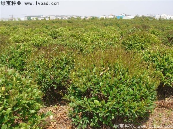 <a href='http://www.wuzhouwash.com/linmuzhongzi/2213.html' target='_blank'>日本女貞</a><a href='http://www.wuzhouwash.com/' target='_blank'>種子</a>