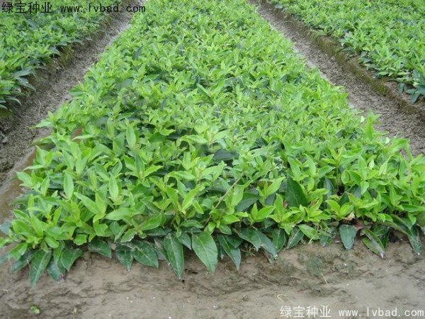 <a href='http://www.wuzhouwash.com/linmuzhongzi/2213.html' target='_blank'>日本女貞種子</a>