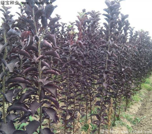 <a href='http://www.wuzhouwash.com/linmuzhongzi/2214.html' target='_blank'>紫葉稠李</a><a href='http://www.wuzhouwash.com/' target='_blank'>種子</a>