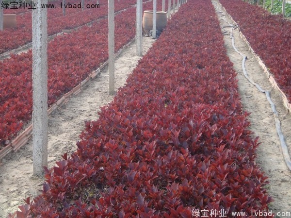 <a href='http://www.wuzhouwash.com/linmuzhongzi/2214.html' target='_blank'>紫葉稠李</a><a href='http://www.wuzhouwash.com/' target='_blank'>種子</a>