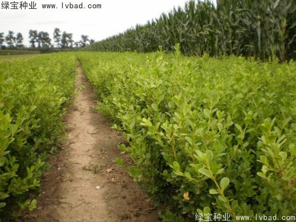 <a href='http://www.wuzhouwash.com/linmuzhongzi/2215.html' target='_blank'>瓜子黃楊種子</a>