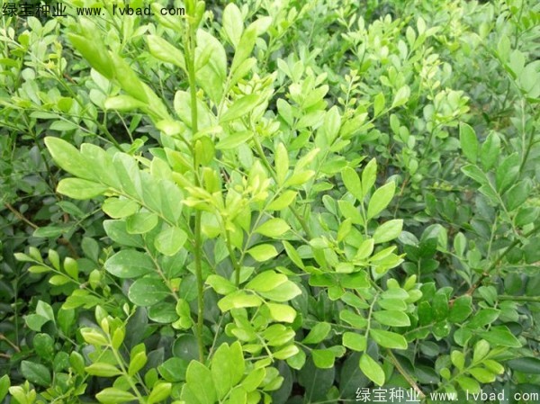 <a href='http://www.wuzhouwash.com/linmuzhongzi/2216.html' target='_blank'>千里香</a><a href='http://www.wuzhouwash.com/' target='_blank'>種子</a>