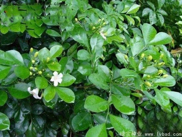 <a href='http://www.wuzhouwash.com/linmuzhongzi/2216.html' target='_blank'>千里香種子</a>