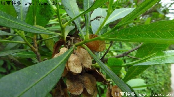 車桑子<a href='http://www.wuzhouwash.com/' target='_blank'>種子</a>