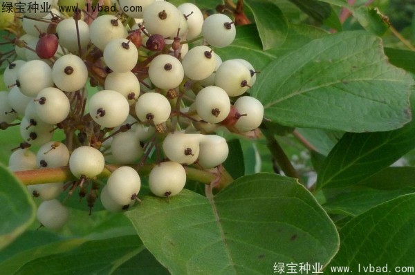 <a href='http://www.wuzhouwash.com/linmuzhongzi/2219.html' target='_blank'>涼子木種子</a>