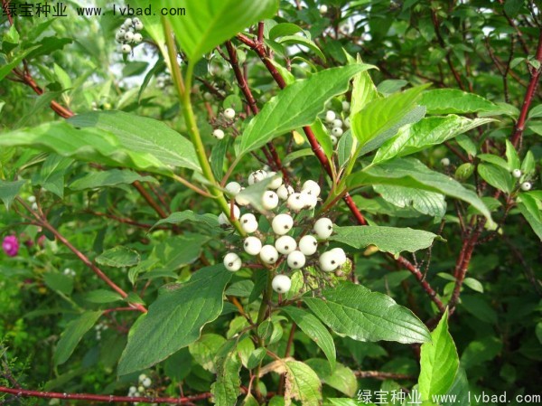 <a href='http://www.wuzhouwash.com/linmuzhongzi/2219.html' target='_blank'>涼子木種子</a>