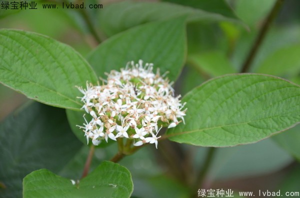 <a href='http://www.wuzhouwash.com/linmuzhongzi/2219.html' target='_blank'>涼子木</a><a href='http://www.wuzhouwash.com/' target='_blank'>種子</a>