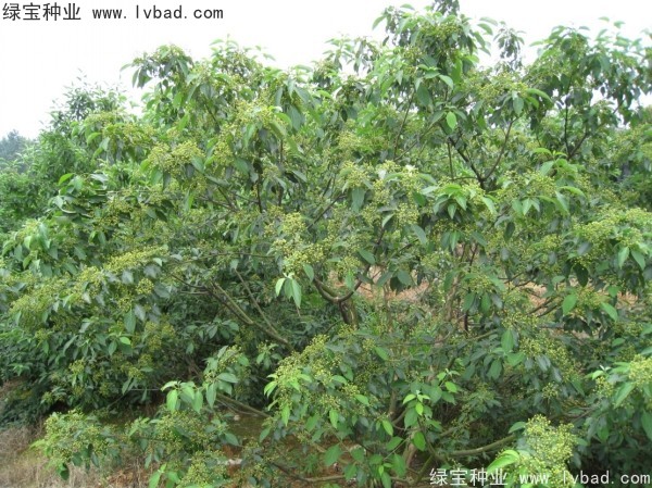 <a href='http://www.wuzhouwash.com/linmuzhongzi/2220.html' target='_blank'>光皮樹種子</a>