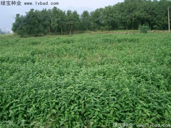 <a href='http://www.wuzhouwash.com/linmuzhongzi/2220.html' target='_blank'>光皮樹</a><a href='http://www.wuzhouwash.com/' target='_blank'>種子</a>