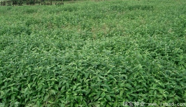 <a href='http://www.wuzhouwash.com/linmuzhongzi/2220.html' target='_blank'>光皮樹種子</a>