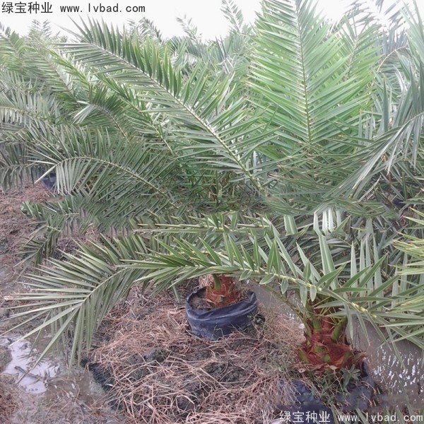 <a href='http://www.wuzhouwash.com/linmuzhongzi/2221.html' target='_blank'>加拿利海棗種子</a>