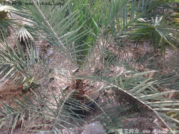 <a href='http://www.wuzhouwash.com/linmuzhongzi/2221.html' target='_blank'>加拿利海棗種子</a>
