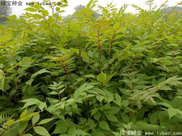 <a href='http://www.wuzhouwash.com/linmuzhongzi/2222.html' target='_blank'>黃菠蘿種子</a>
