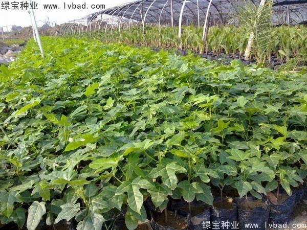 <a href='http://www.wuzhouwash.com/linmuzhongzi/2223.html' target='_blank'>火焰木種子</a>