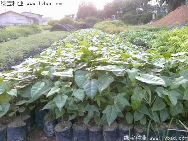 <a href='http://www.wuzhouwash.com/linmuzhongzi/2223.html' target='_blank'>火焰木</a><a href='http://www.wuzhouwash.com/' target='_blank'>種子</a>