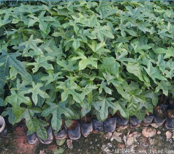 <a href='http://www.wuzhouwash.com/linmuzhongzi/2223.html' target='_blank'>火焰木種子</a>