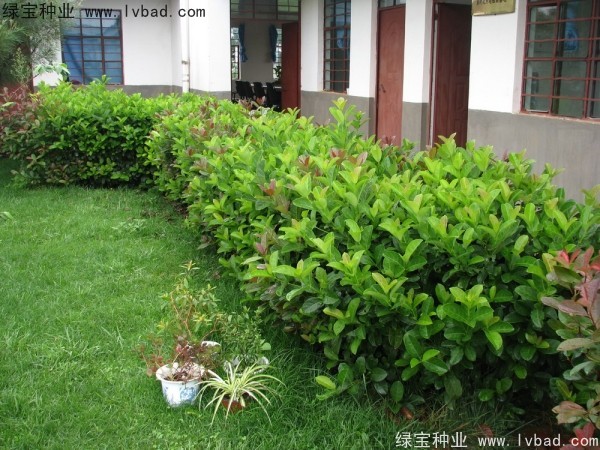 <a href='http://www.wuzhouwash.com/linmuzhongzi/2225.html' target='_blank'>莢蒾種子</a>