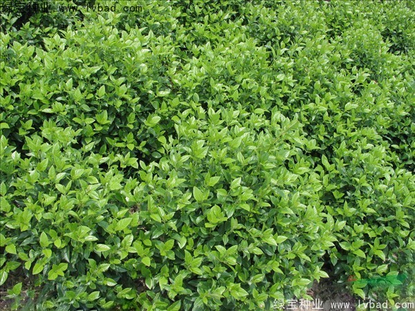 <a href='http://www.wuzhouwash.com/linmuzhongzi/2225.html' target='_blank'>莢蒾種子</a>
