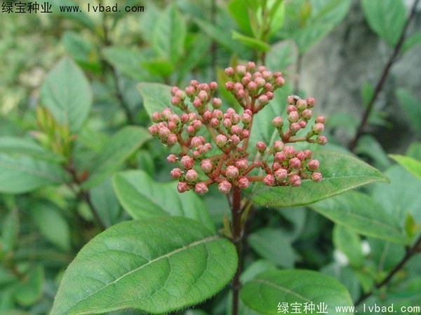 <a href='http://www.wuzhouwash.com/linmuzhongzi/2225.html' target='_blank'>莢蒾種子</a>