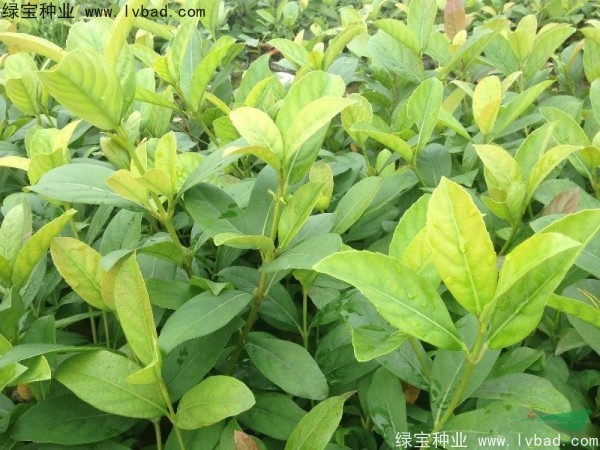 莢蒾<a href='http://www.wuzhouwash.com/' target='_blank'>種子</a>