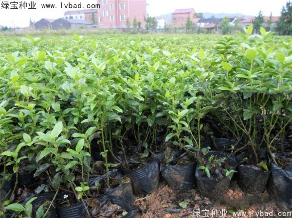 莢蒾<a href='http://www.wuzhouwash.com/' target='_blank'>種子</a>