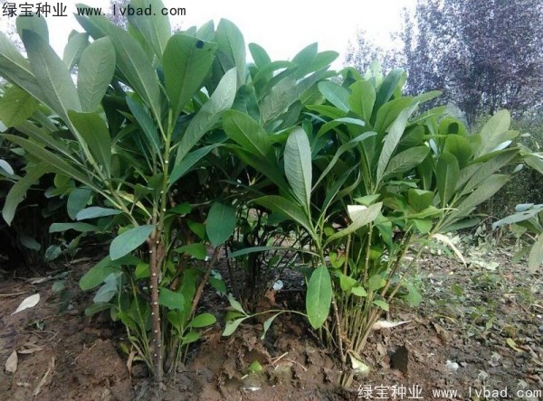 <a href='http://www.wuzhouwash.com/linmuzhongzi/2226.html' target='_blank'>結(jié)香種子</a>
