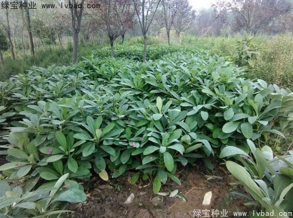 <a href='http://www.wuzhouwash.com/linmuzhongzi/2226.html' target='_blank'>結(jié)香</a><a href='http://www.wuzhouwash.com/' target='_blank'>種子</a>