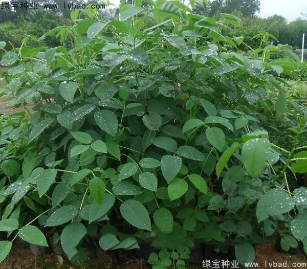 <a href='http://www.wuzhouwash.com/linmuzhongzi/2227.html' target='_blank'>刺桐</a><a href='http://www.wuzhouwash.com/' target='_blank'>種子</a>