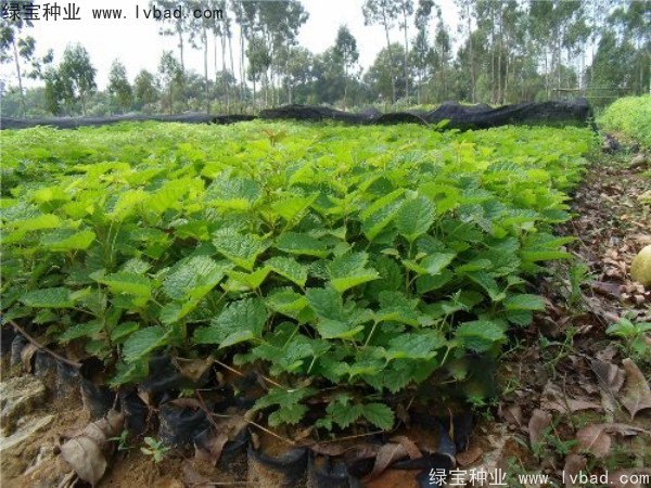 <a href='http://www.wuzhouwash.com/linmuzhongzi/2227.html' target='_blank'>刺桐種子</a>