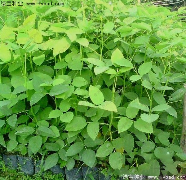 <a href='http://www.wuzhouwash.com/linmuzhongzi/2227.html' target='_blank'>刺桐種子</a>