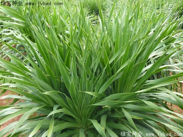 <a href='http://www.wuzhouwash.com/linmuzhongzi/2230.html' target='_blank'>龍血樹(shù)</a><a href='http://www.wuzhouwash.com/' target='_blank'>種子</a>