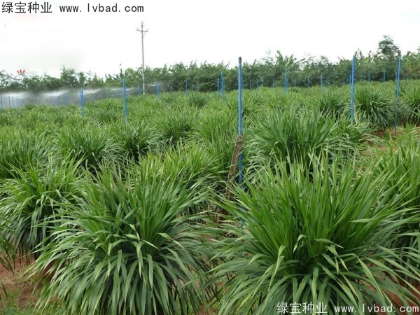 <a href='http://www.wuzhouwash.com/linmuzhongzi/2230.html' target='_blank'>龍血樹(shù)種子</a>