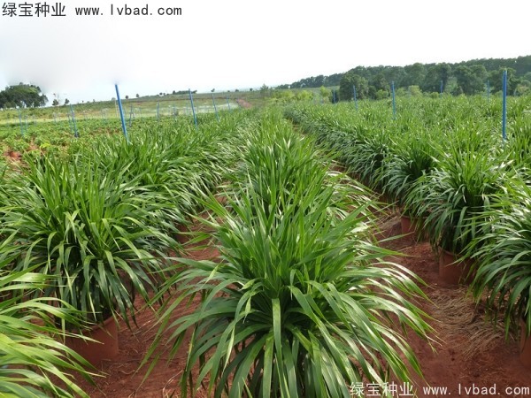 龍血樹(shù)<a href='http://www.wuzhouwash.com/' target='_blank'>種子</a>